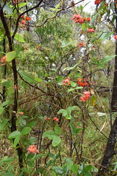 Image of Kennedia coccinea Vent.