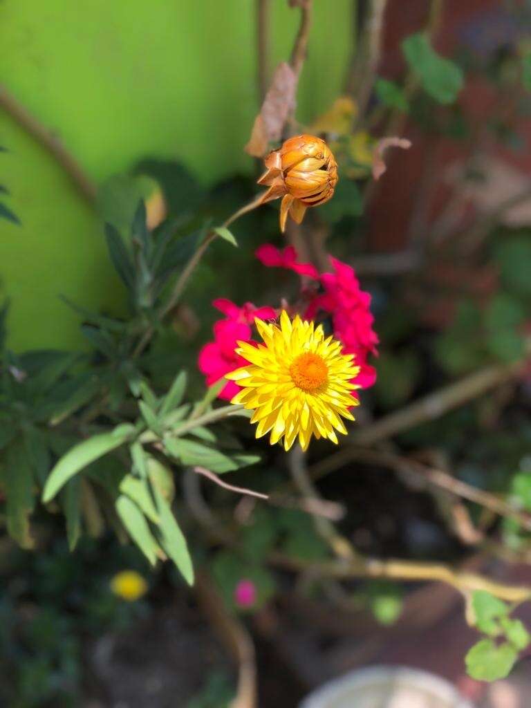 Image of Xerochrysum bracteatum (Vent.) Tzvelev