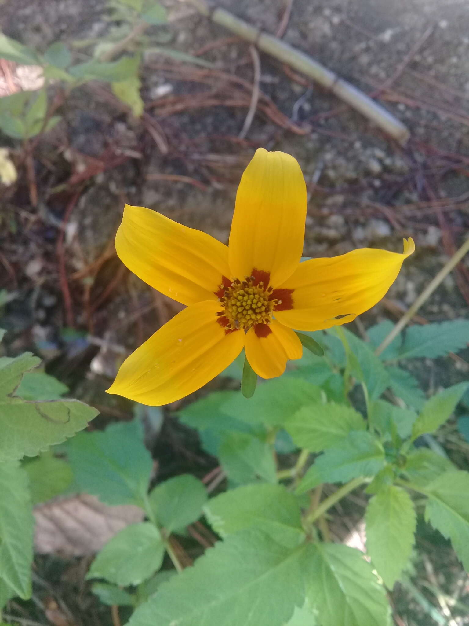 Image of Bidens chiapensis T. S. Brandeg.