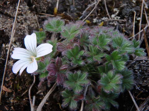 Imagem de Geranium sibbaldioides Benth.