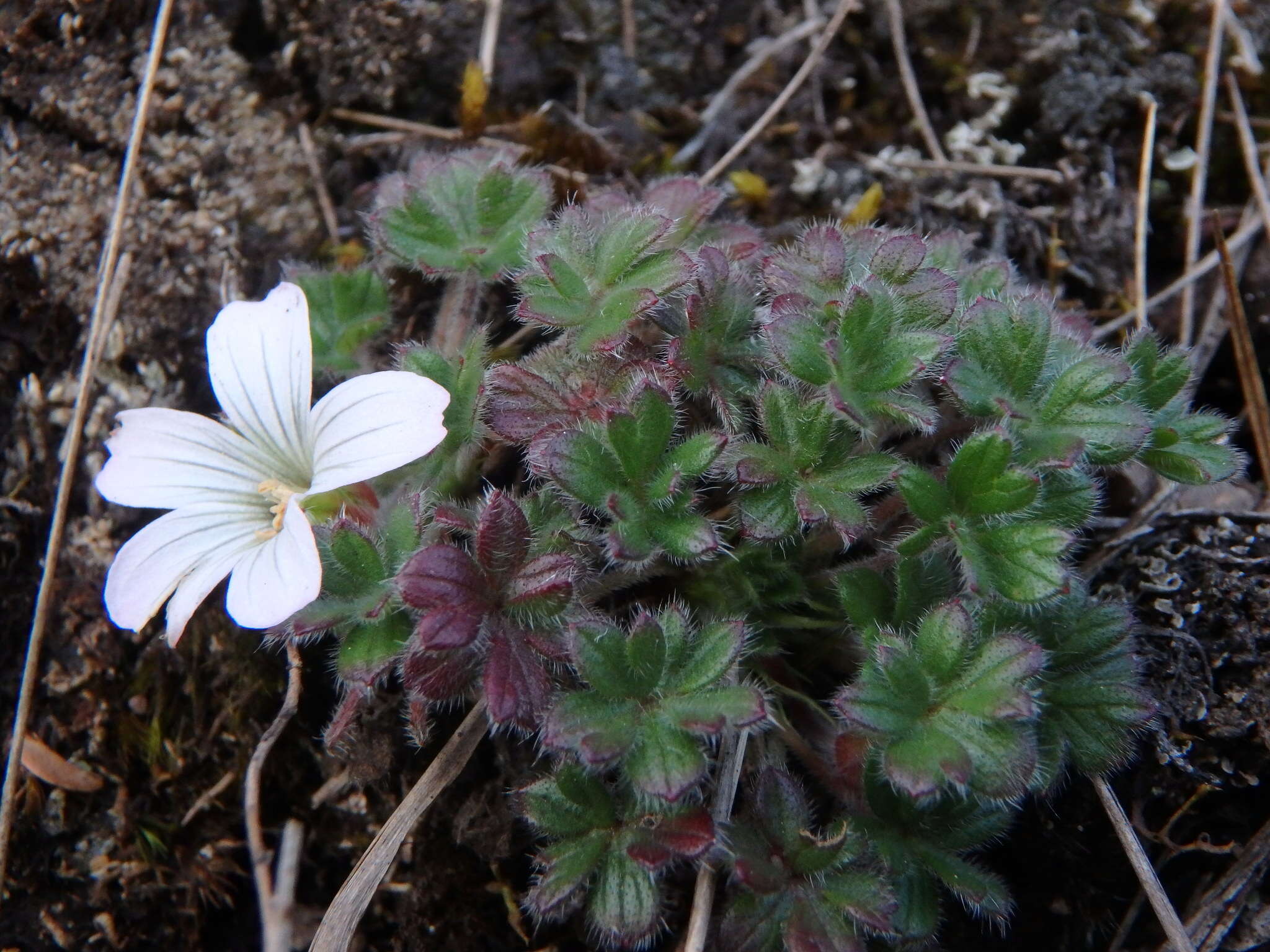 Image of Geranium sibbaldioides Benth.