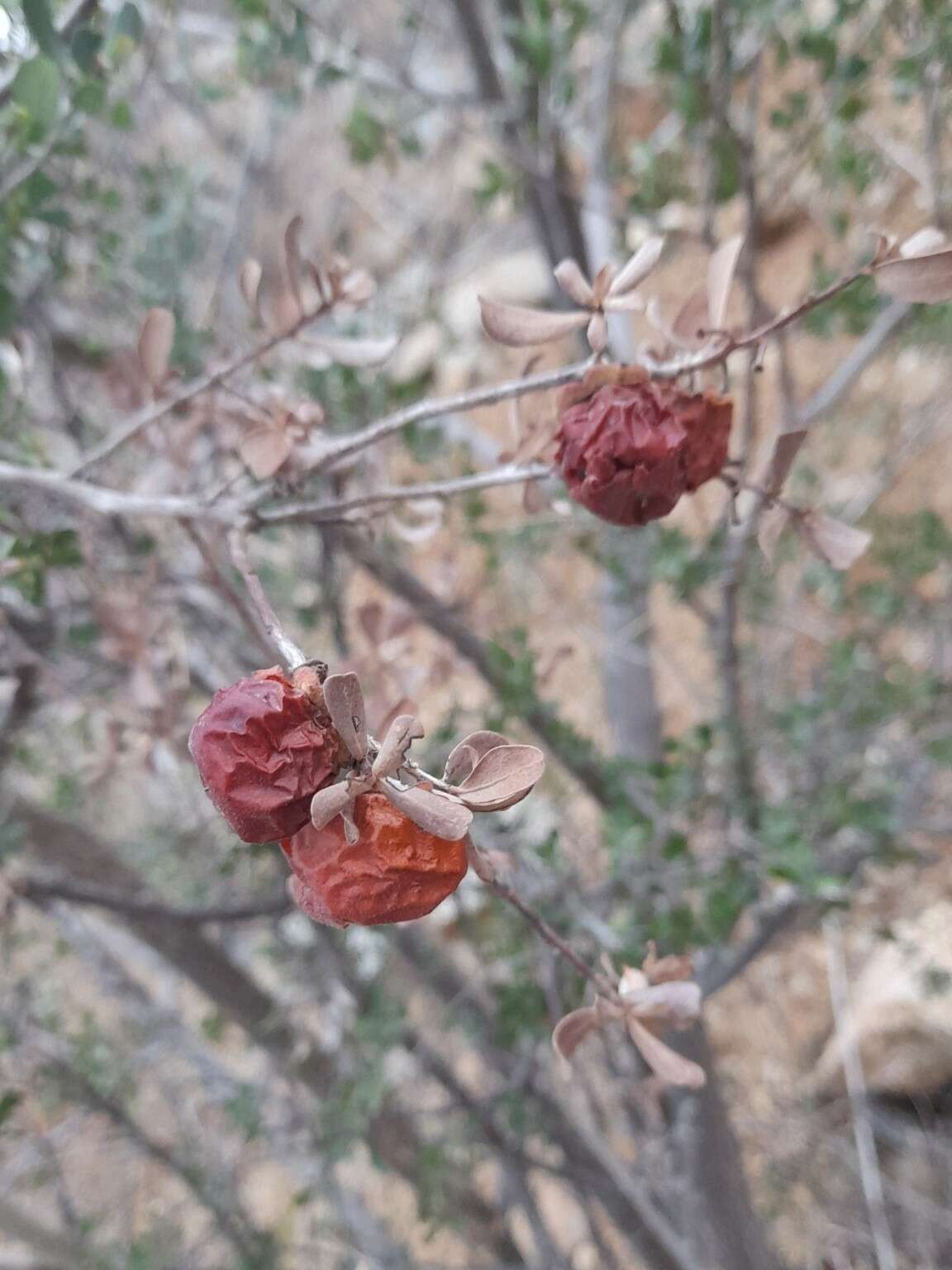 Diospyros intricata (A. Gray) Standl.的圖片