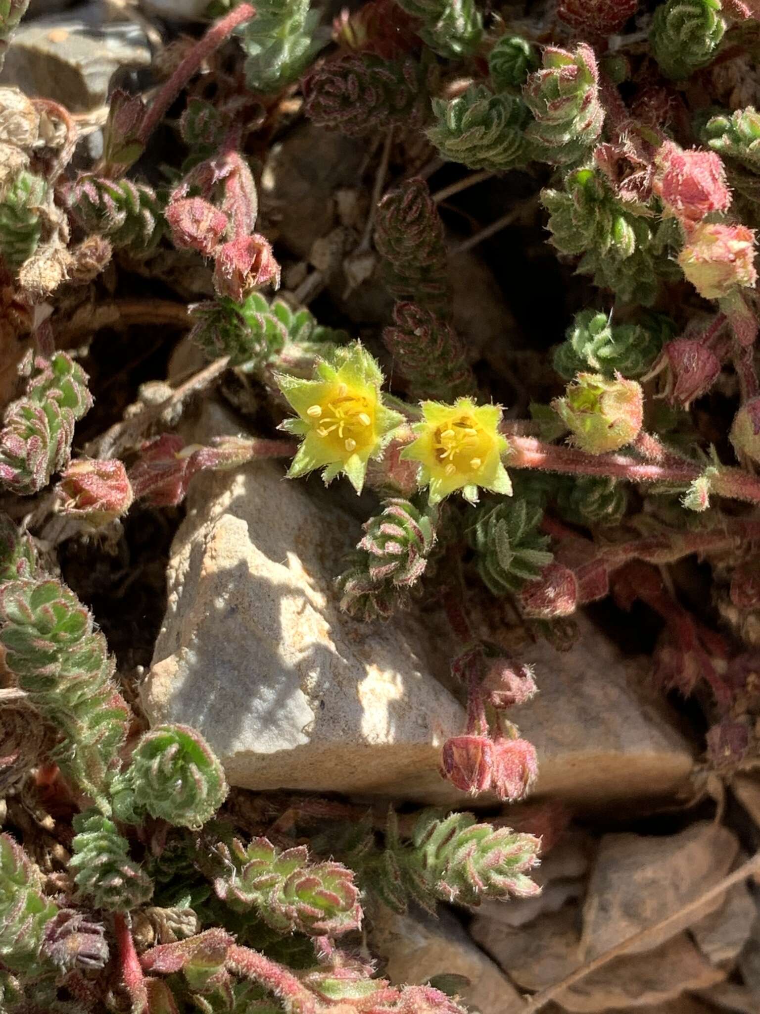 Image de Ivesia cryptocaulis (Clokey) Keck