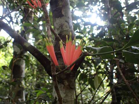 Imagem de Amylotheca dictyophleba (F. Müll.) Tieghem