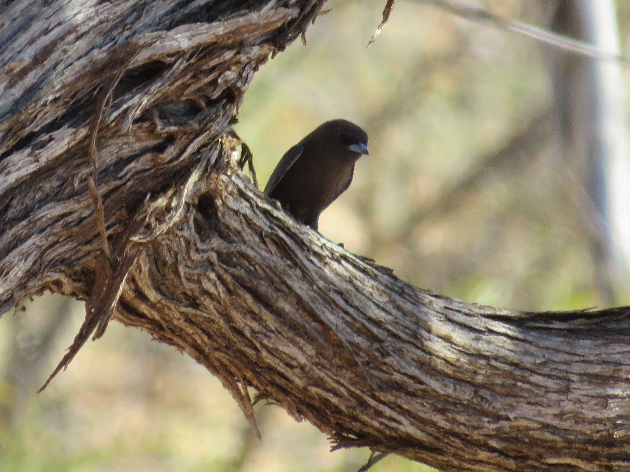 Image of Little Woodswallow