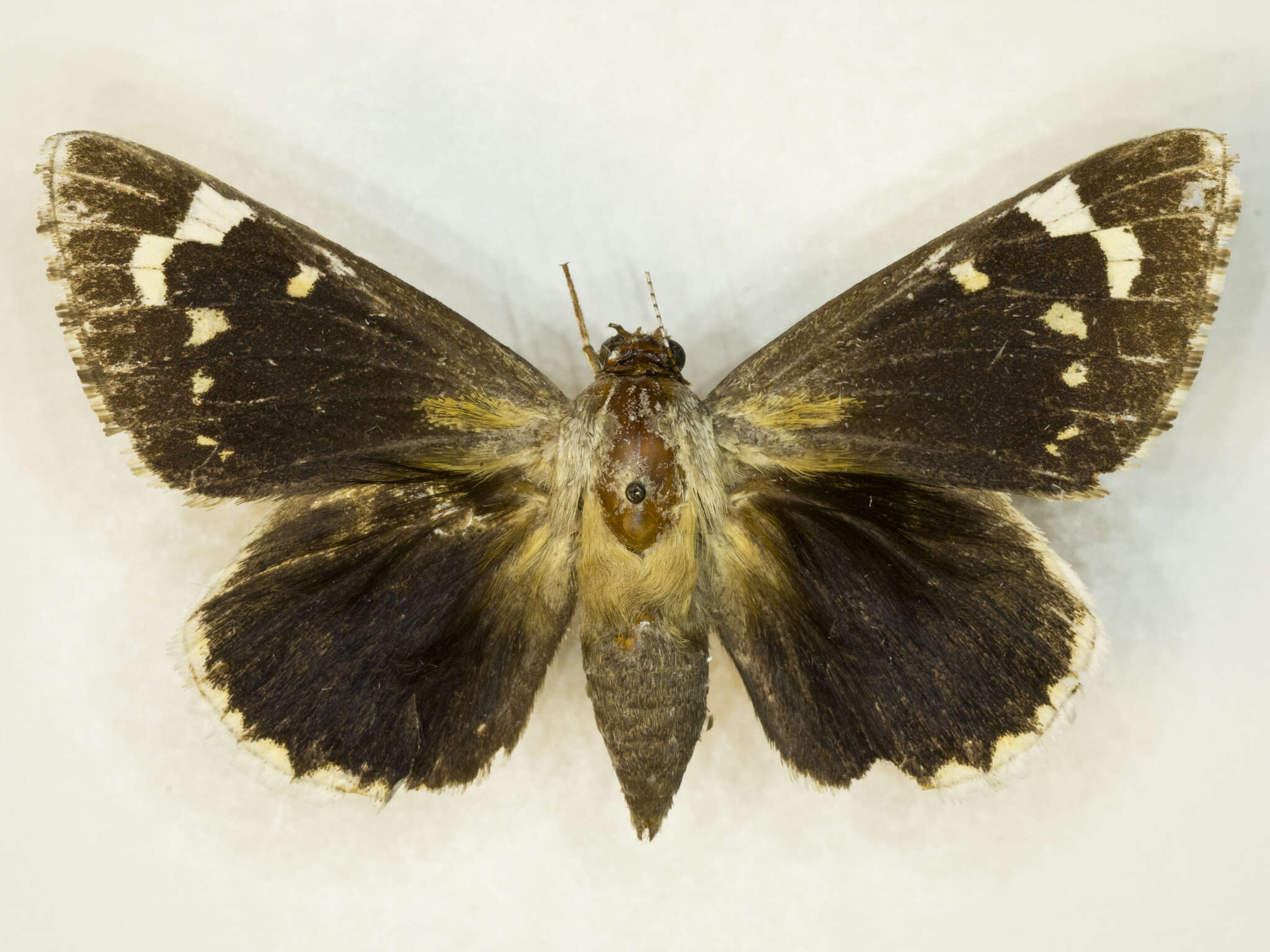 Image of Strecker's Giant-skipper