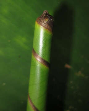 Image of Phenakospermum guyannense (A. Rich.) Endl. ex Miq.