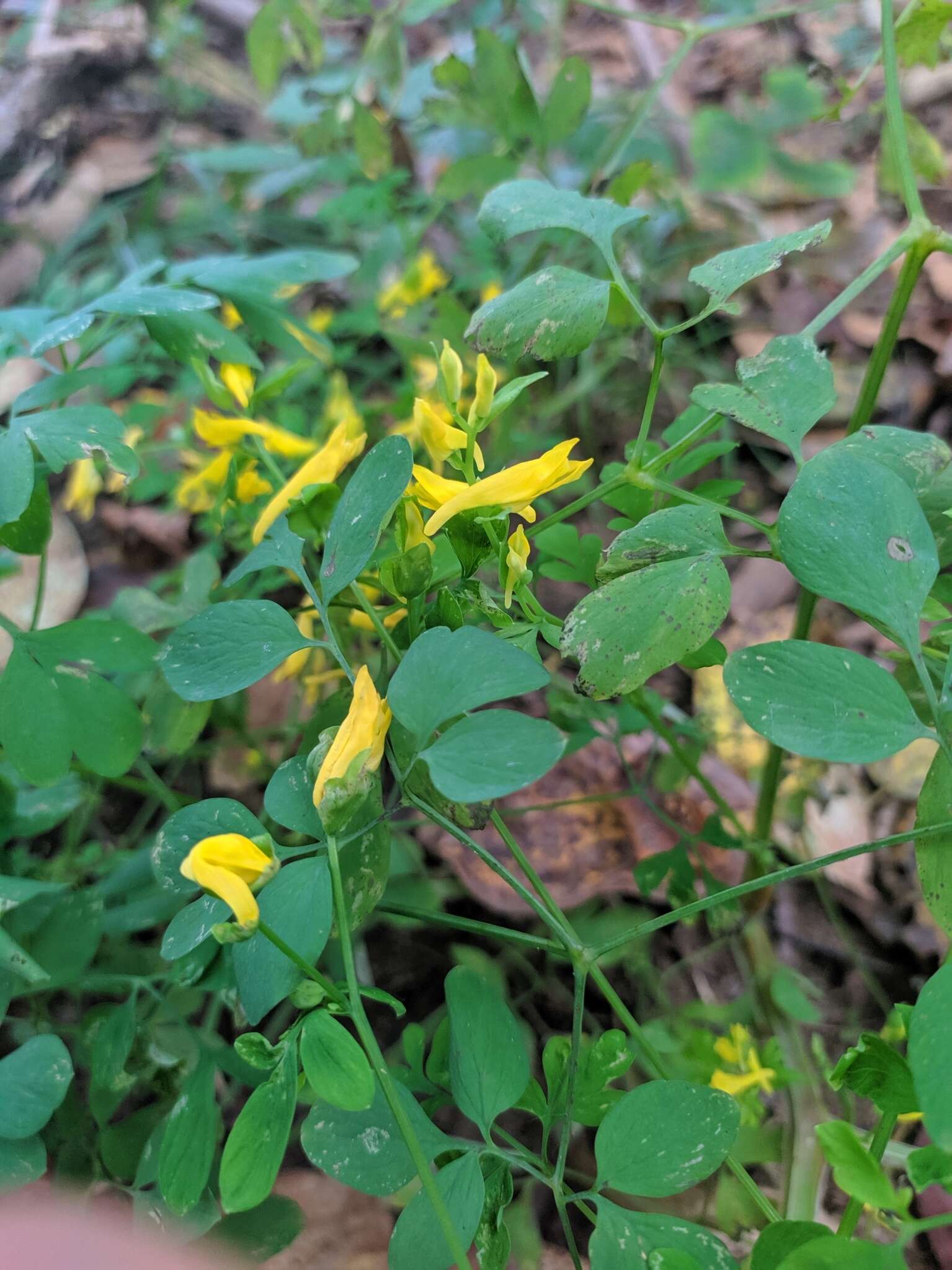 Image of Corydalis ochotensis Turcz.