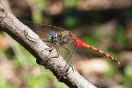 Image of Blue-faced Meadowhawk