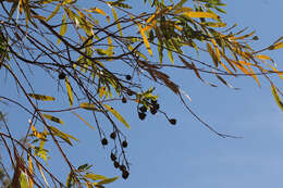 Angophora melanoxylon F. Müll. ex R. T. Baker的圖片