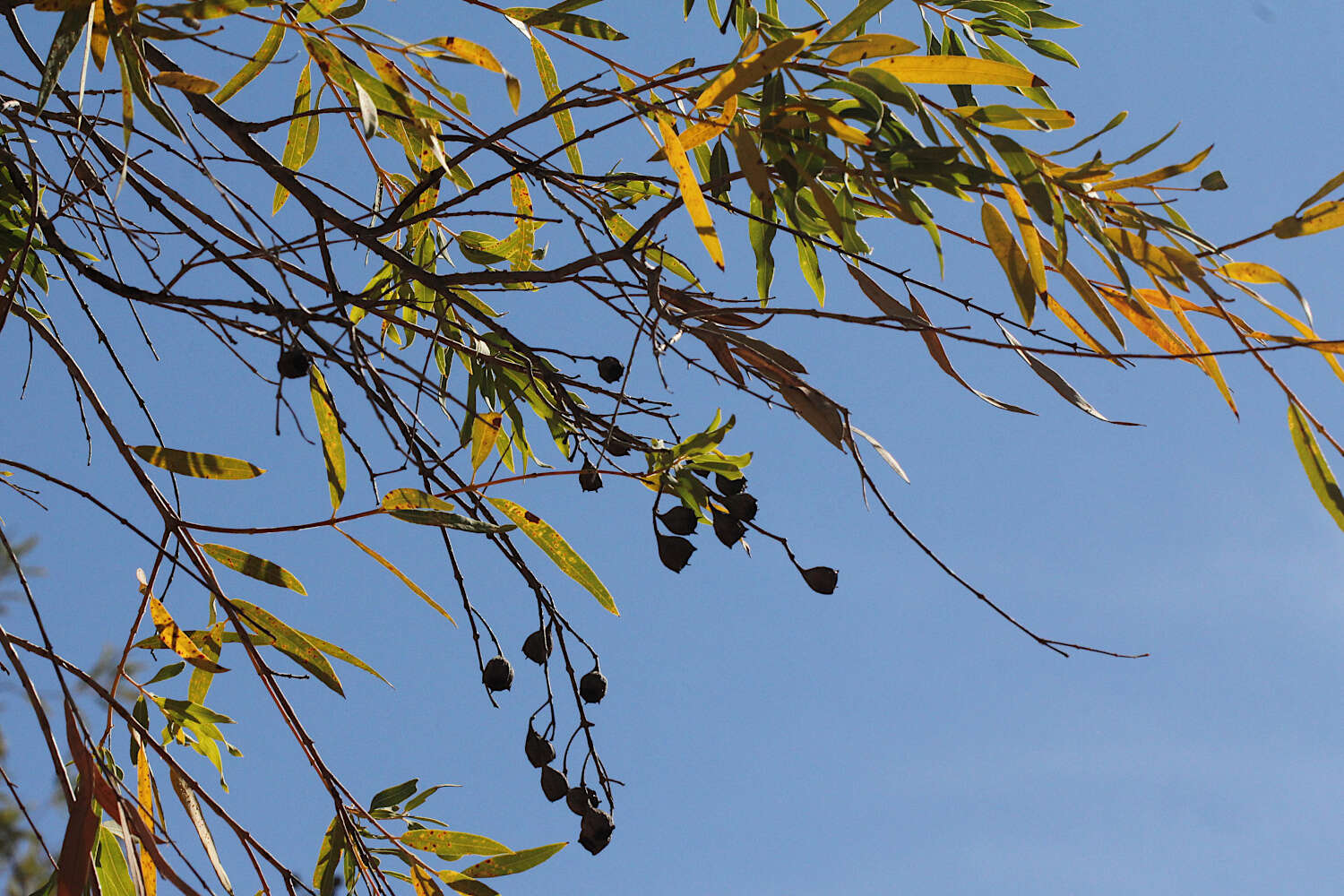 Angophora melanoxylon F. Müll. ex R. T. Baker的圖片