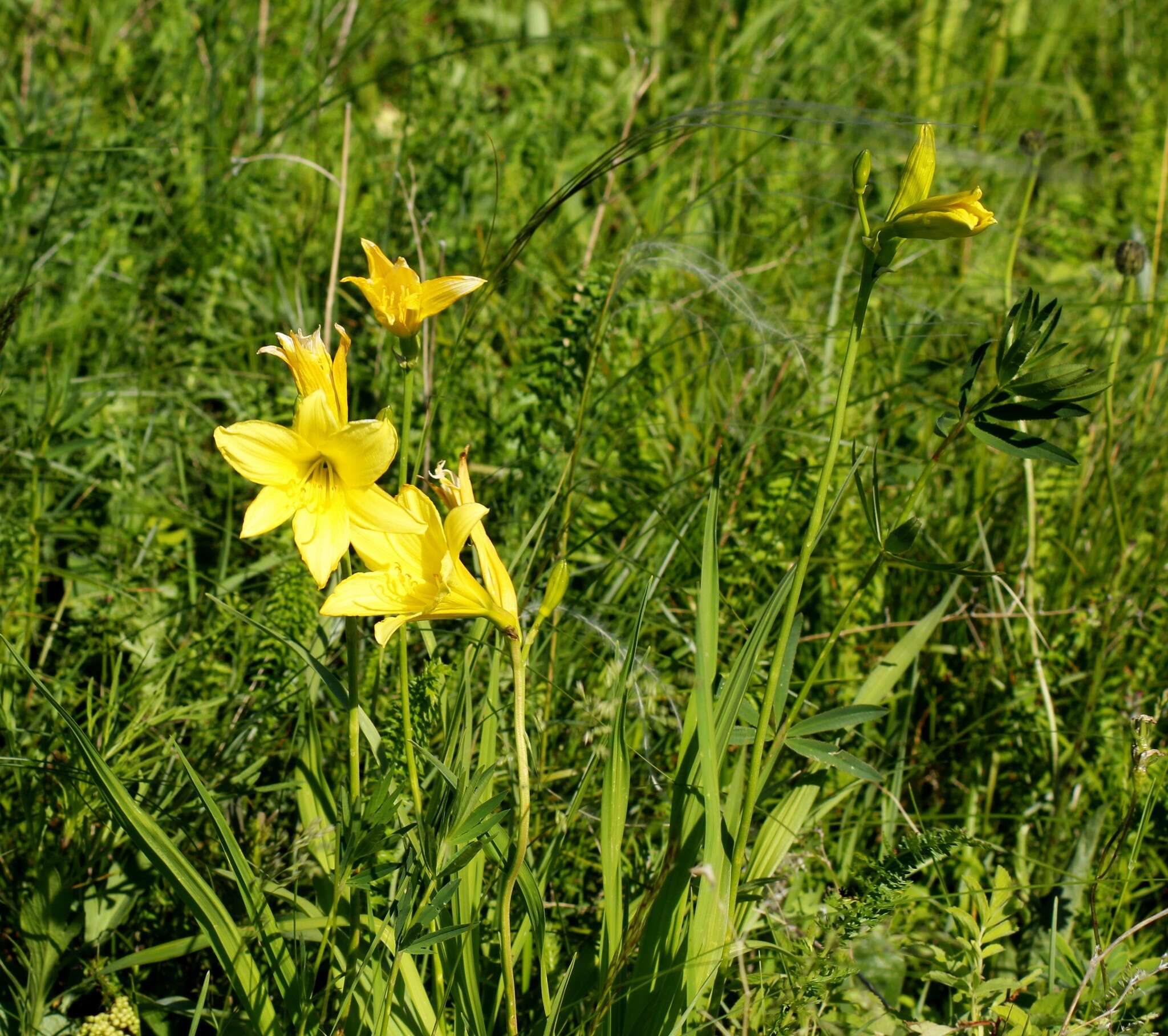 Image of dwarf yellow day lily