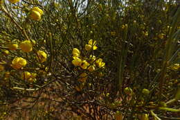 Image of Senna artemisioides subsp. filifolia