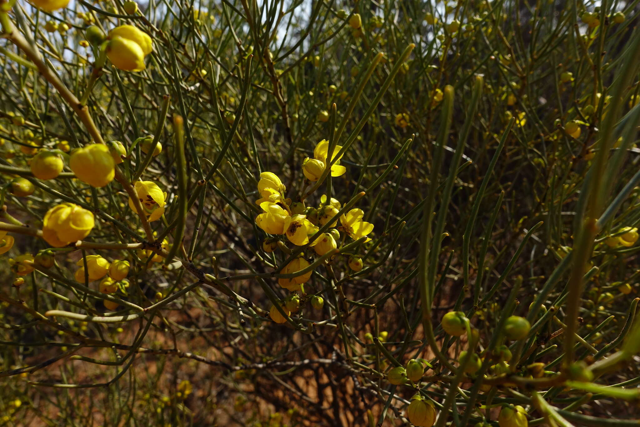 Image of Senna artemisioides subsp. filifolia