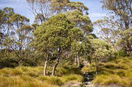 Image of Eucalyptus subcrenulata Maiden & Blakely