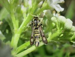 Image of Chamaesphecia annellata Zeller 1847