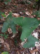 Image of Anthurium sagittatum (Sims) G. Don