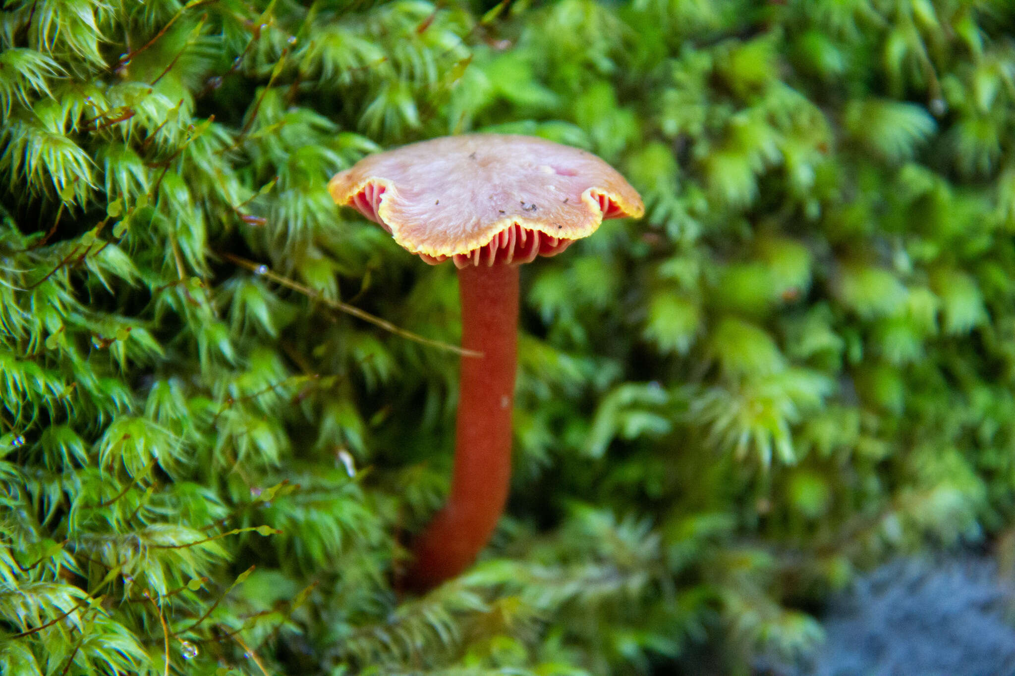 Слика од Hygrocybe rubrocarnosa (G. Stev.) E. Horak 1971