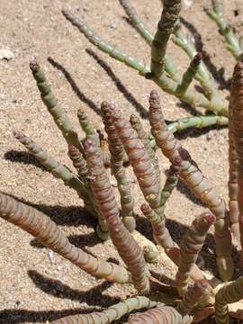 Слика од Salicornia natalensis Bunge ex Ung.-Sternb.