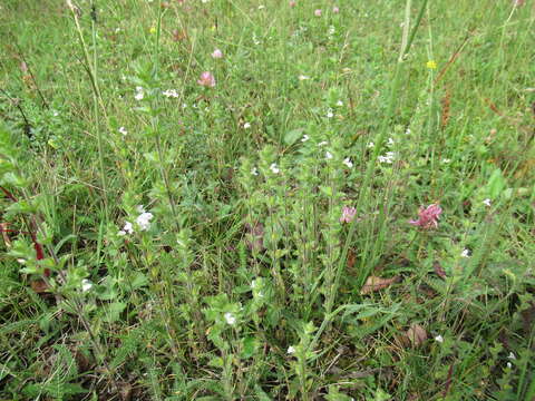 Imagem de Euphrasia hirtella Jordan ex Reuter