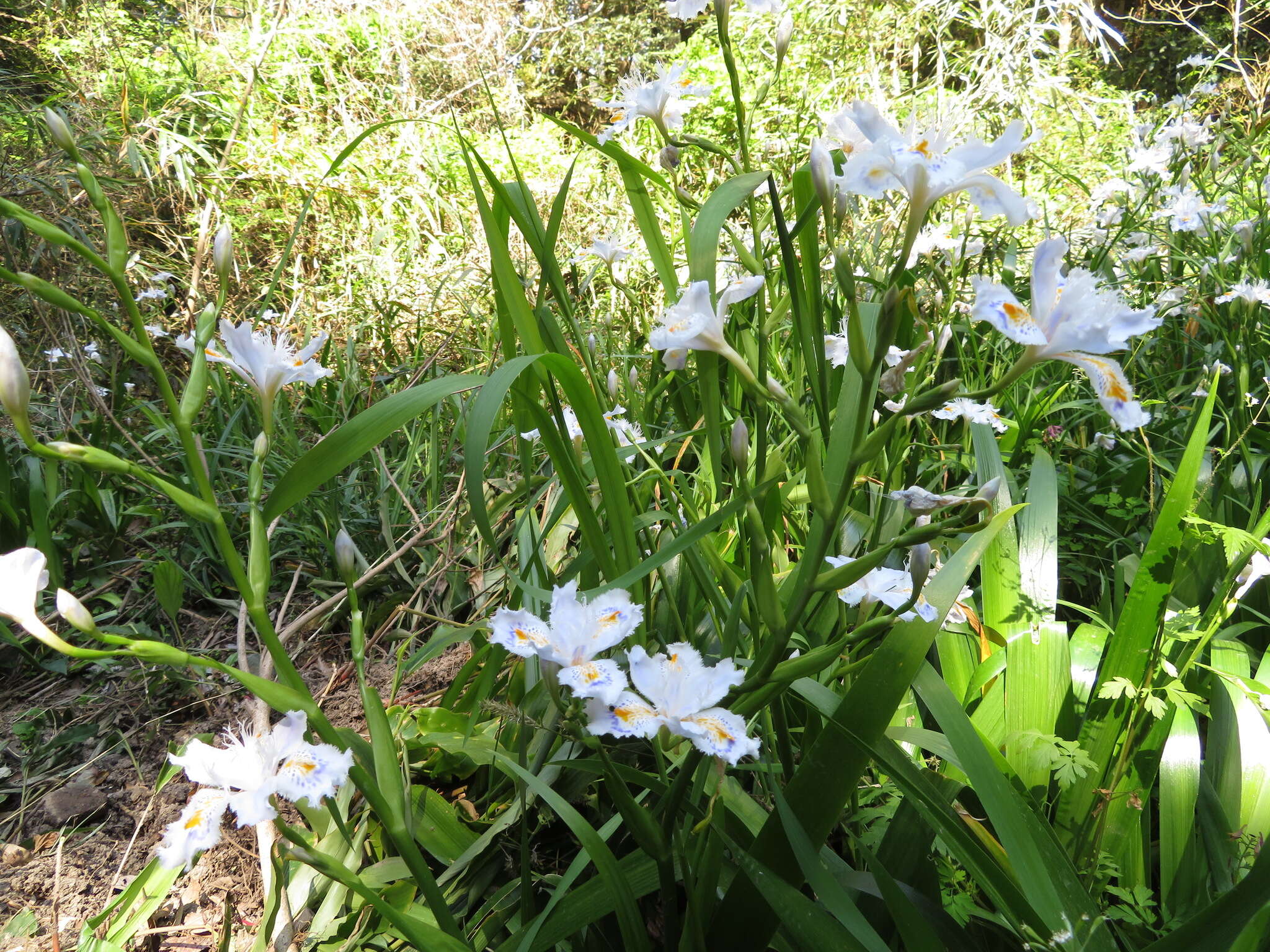 Sivun Iris japonica Thunb. kuva