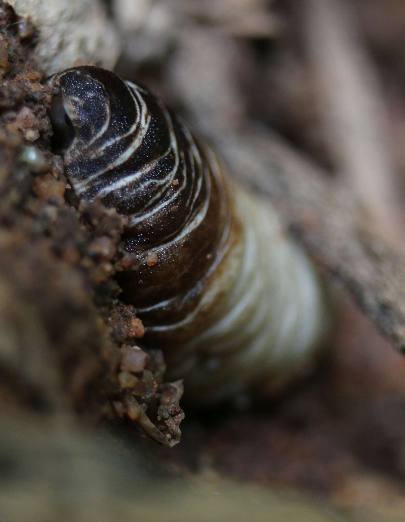 Image of Caterpillar slug