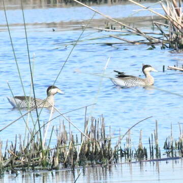 Image of Silver Teal