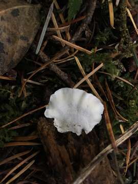 Image de Polypore bleuté