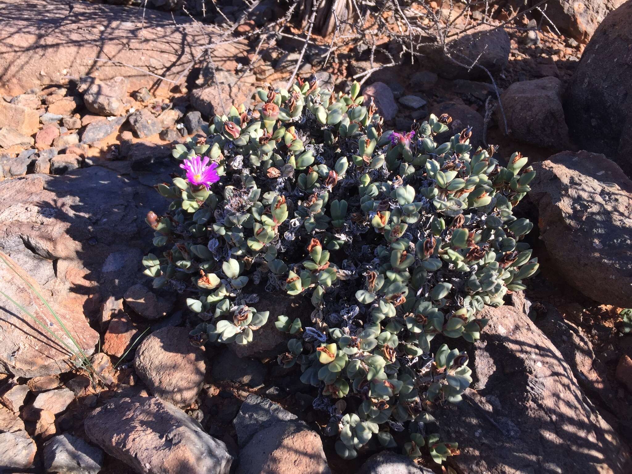 Image of Braunsia geminata (Haw.) L. Bol.