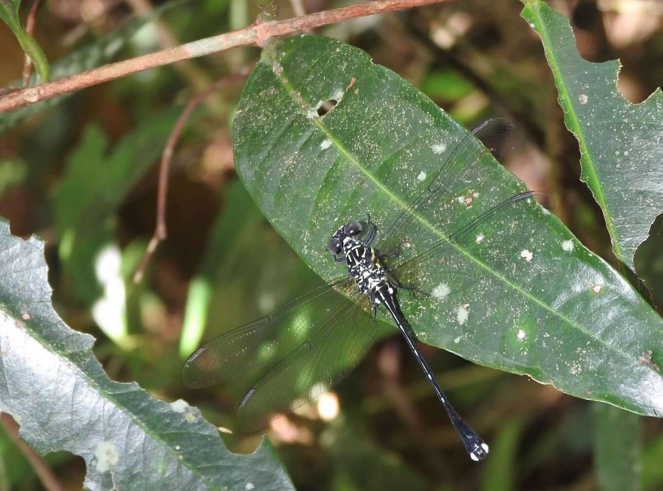 Imagem de Leptogomphus hongkongensis Asahina 1988