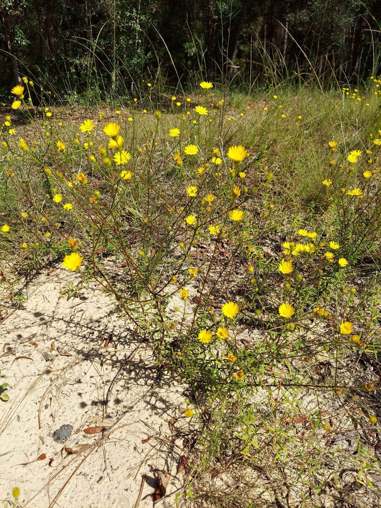 Image of Dress' goldenaster