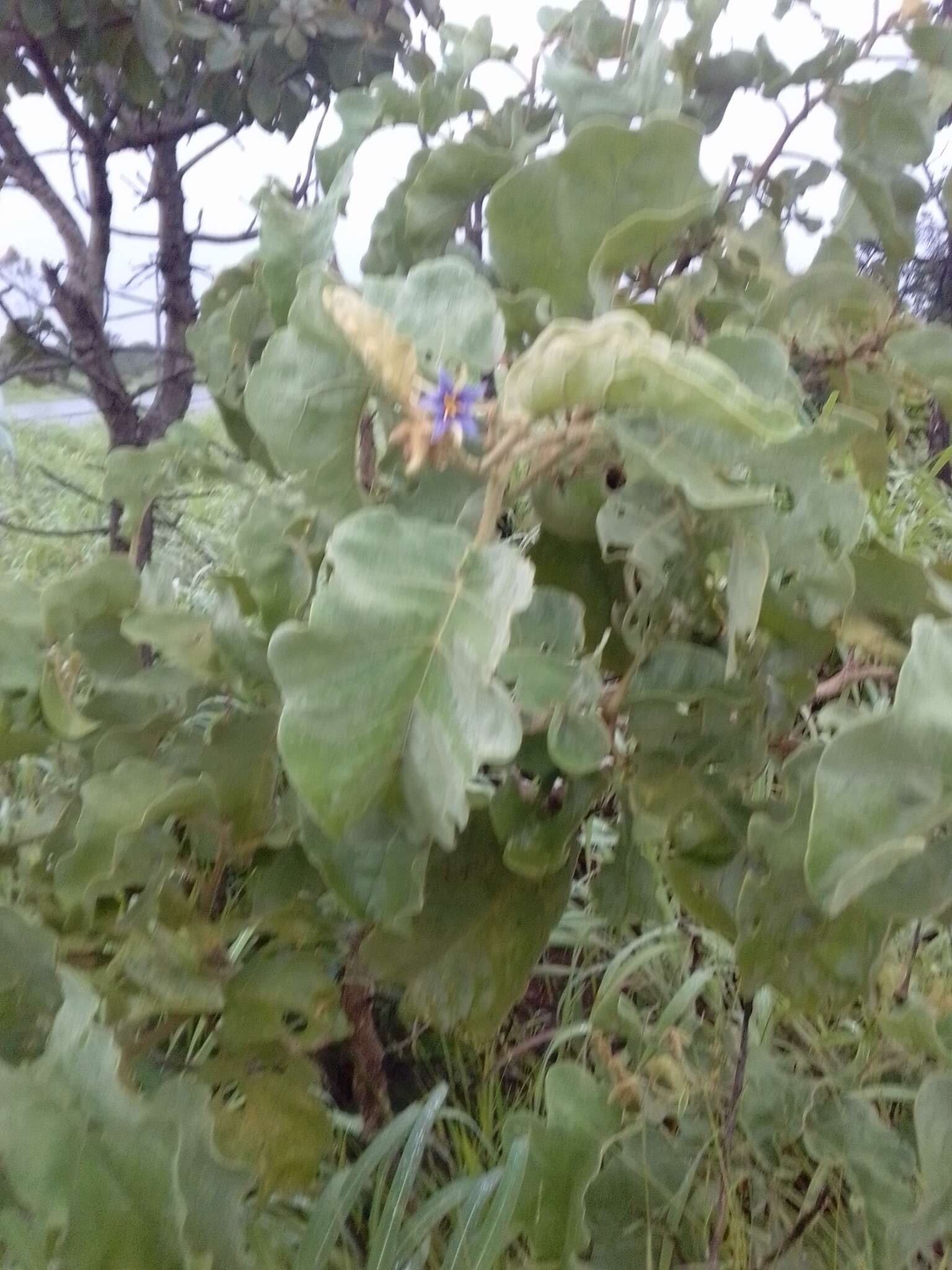 Image of Solanum lycocarpum A. St.-Hil.