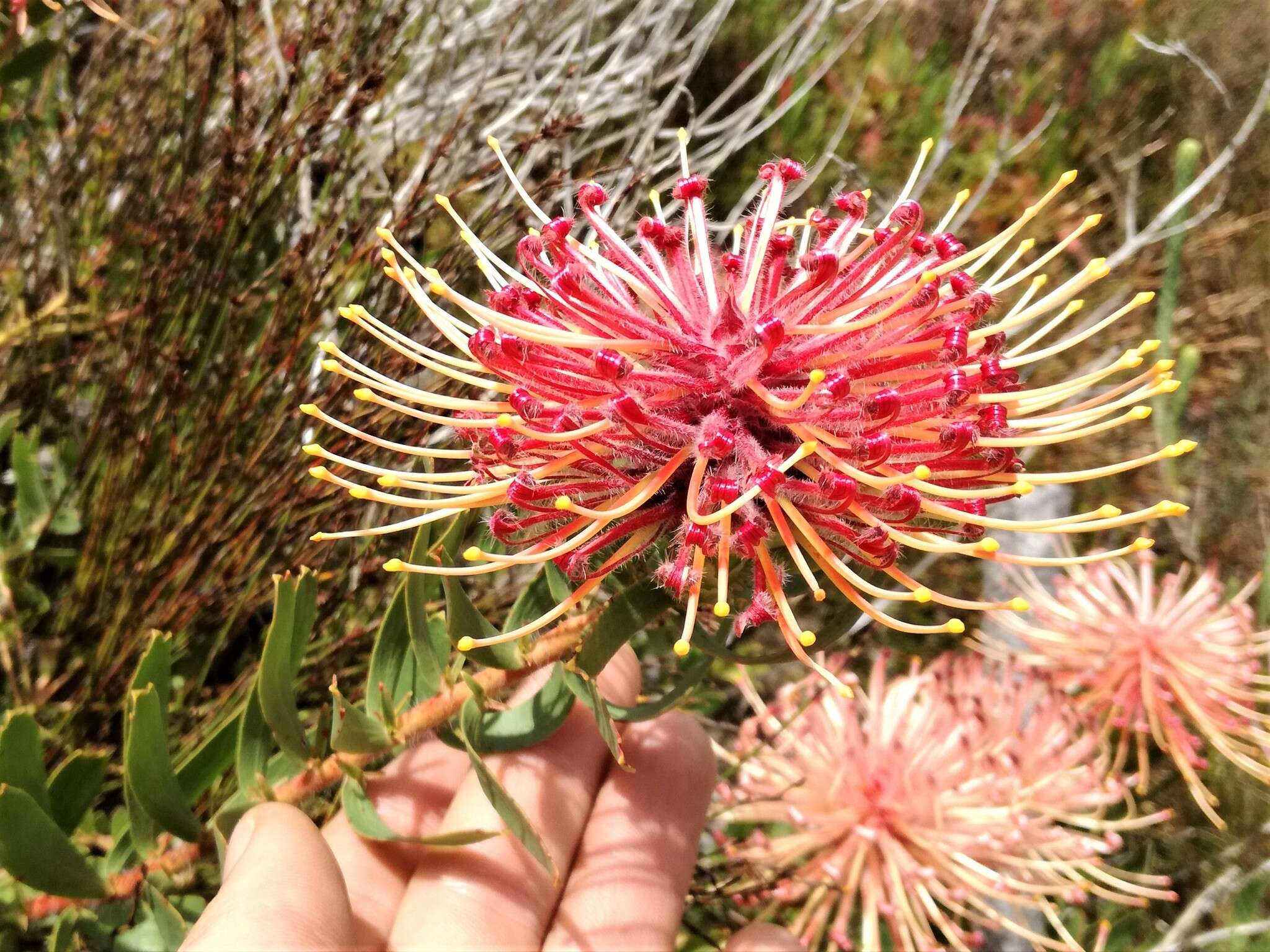 Plancia ëd <i>Leucospermum <i>tottum</i></i> var. tottum