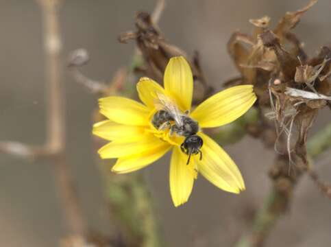 Image of Lasioglossum brevicorne (Schenck 1870)