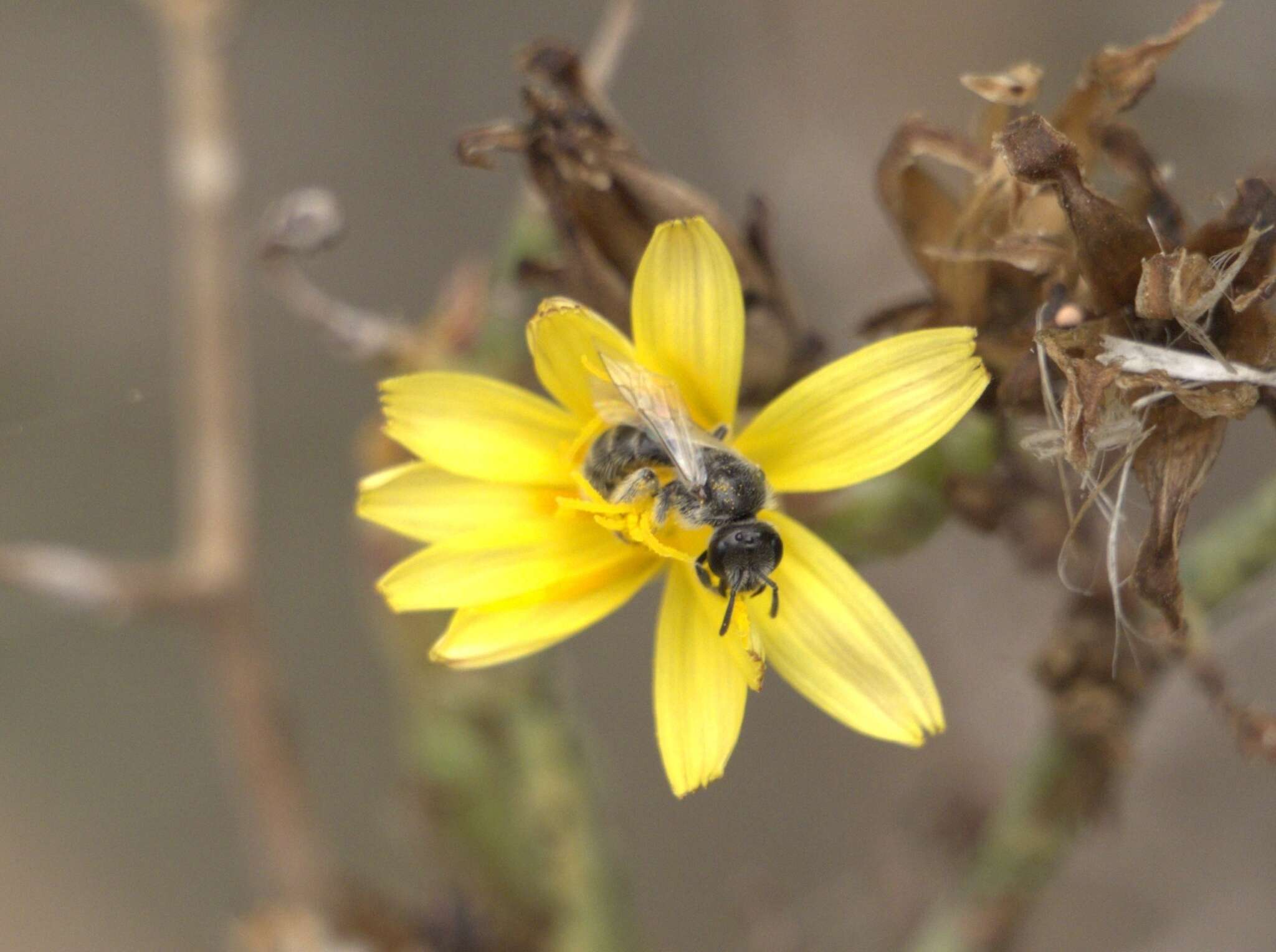 Plancia ëd Lasioglossum brevicorne (Schenck 1870)