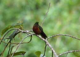 Image of Chestnut-breasted Coronet