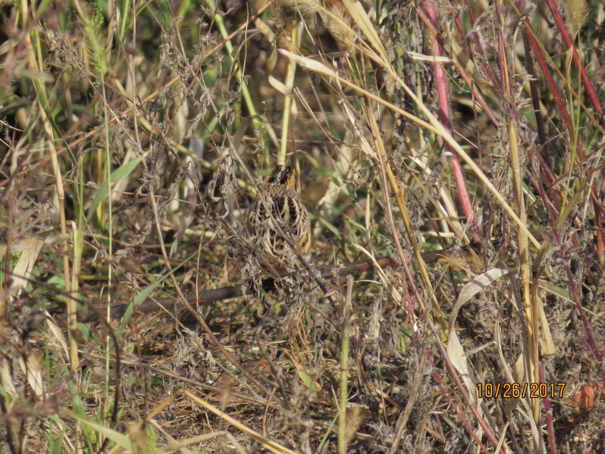 Image of Le Conte's Sparrow