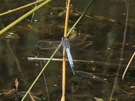 Image of Orthetrum caledonicum (Brauer 1865)