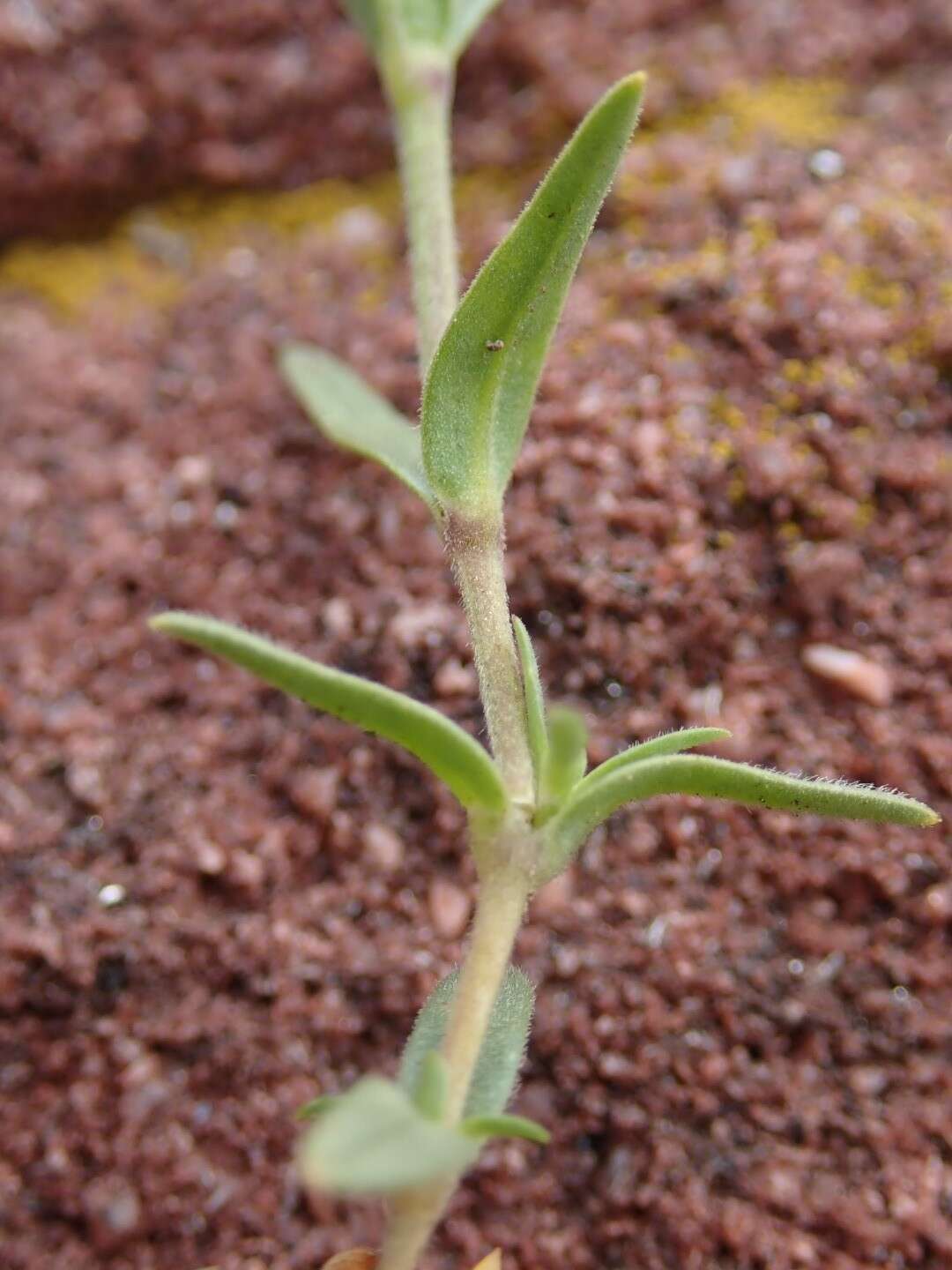 Imagem de Cerastium arvense subsp. strictum (L.) Gaudin