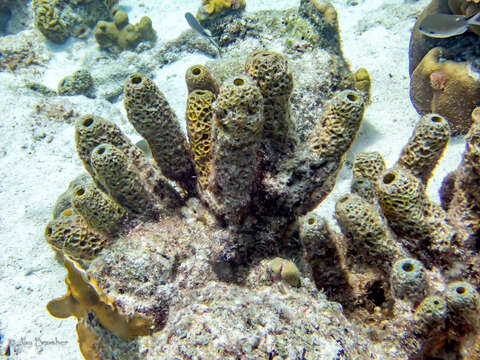 Image of Green Cactus Coral