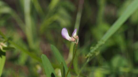 Imagem de Vicia ludoviciana subsp. ludoviciana