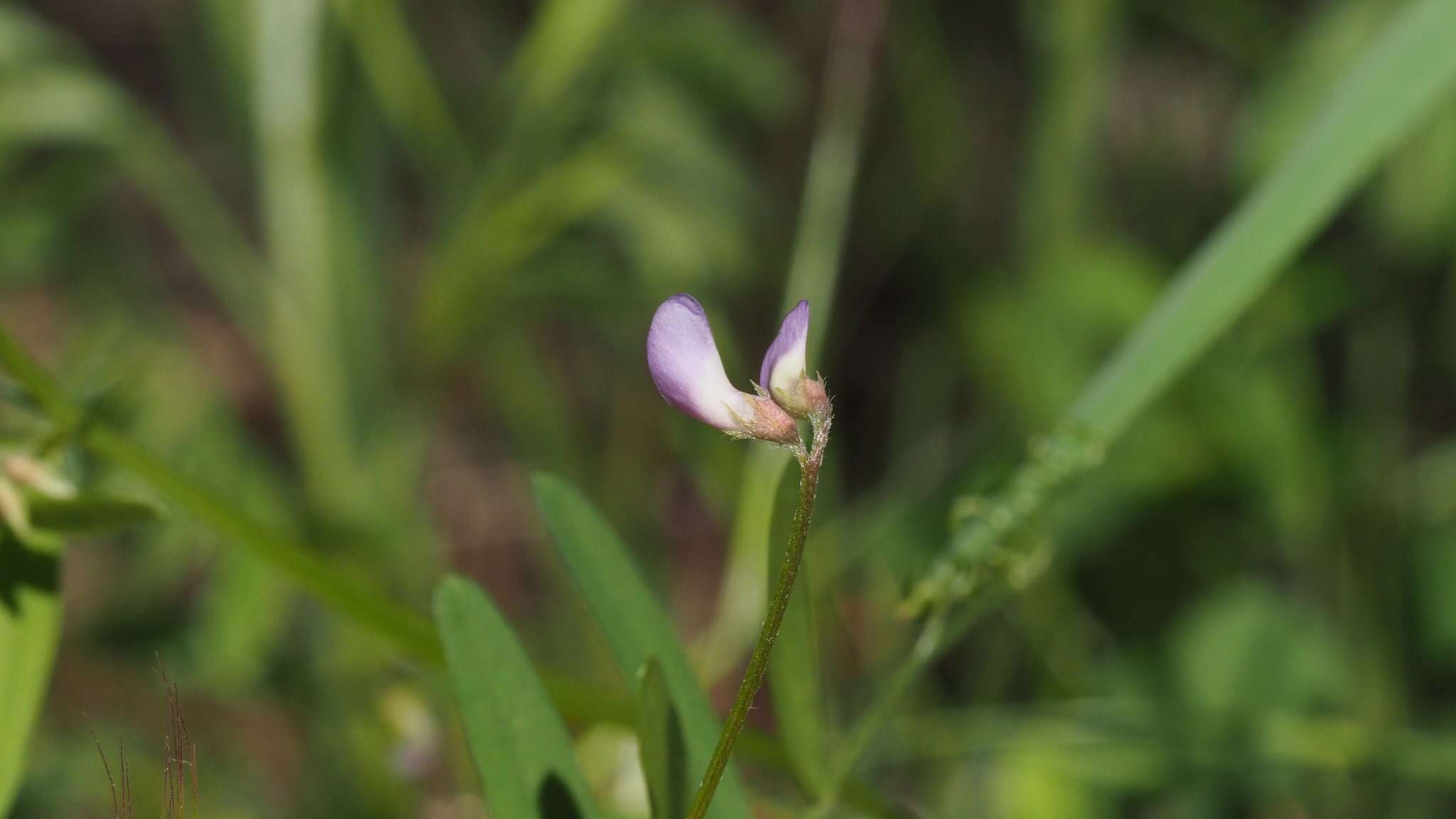 Image of Louisiana vetch