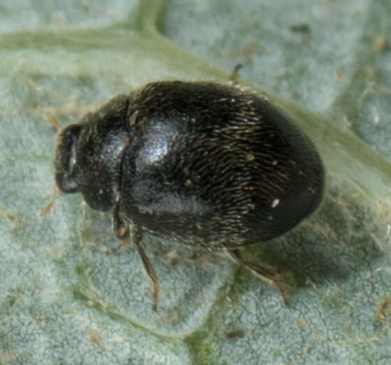 Image of Spider mite destroyer