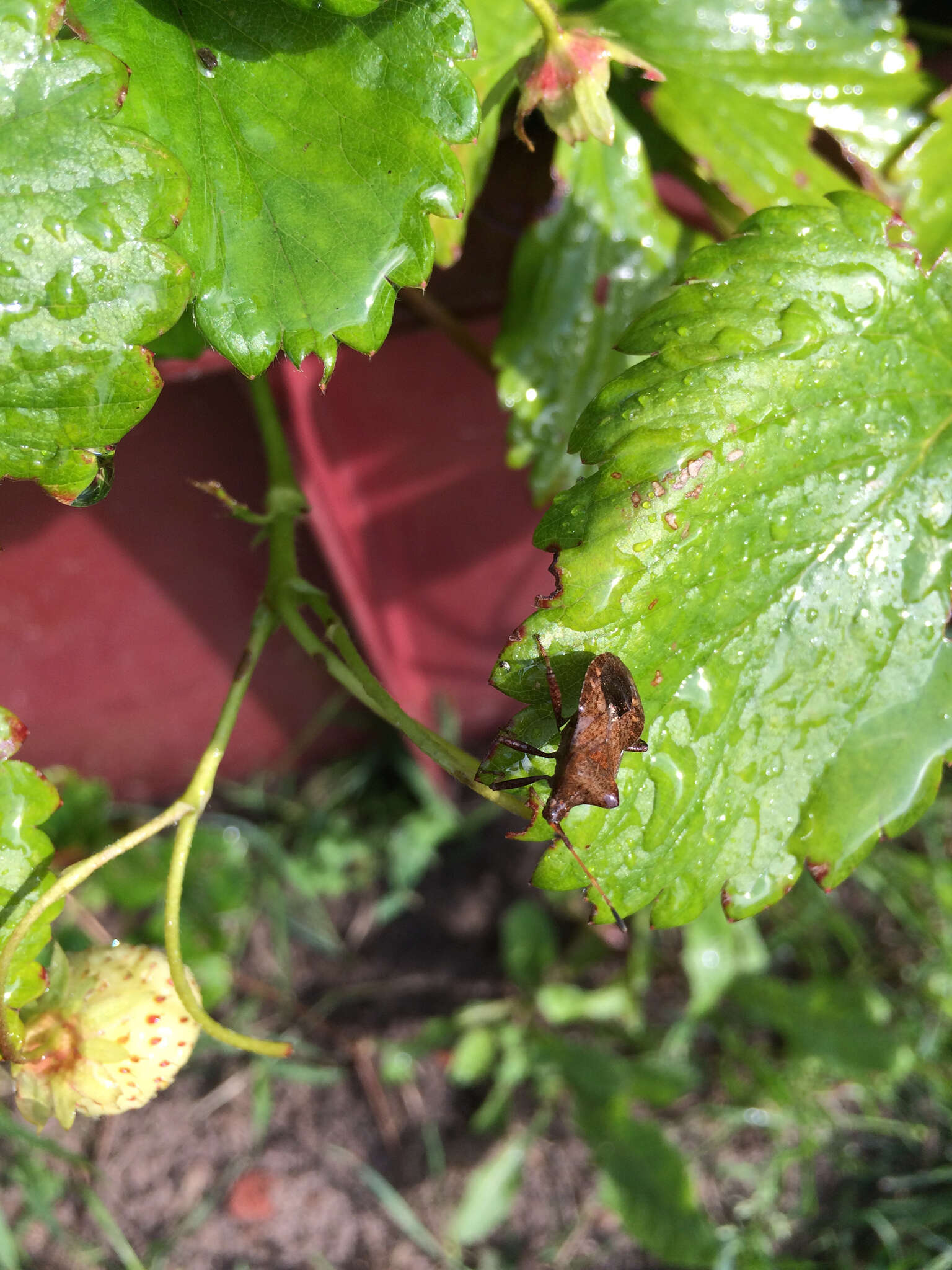 Image of Coreus