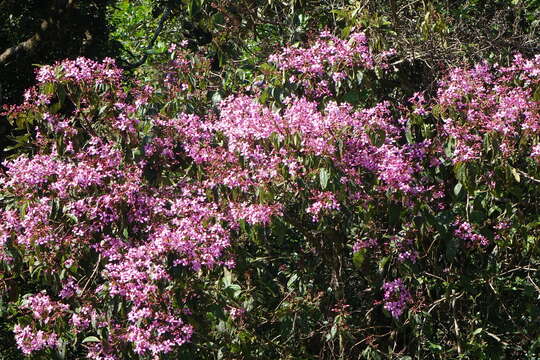 Image de Dichaetanthera arborea Baker