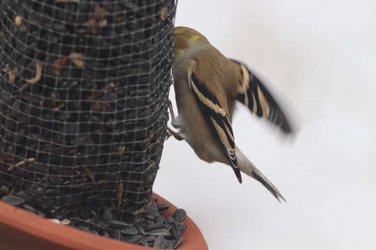 Imagem de Spinus tristis tristis (Linnaeus 1758)