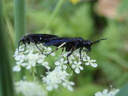 Image of Tenthredo bifasciata bifasciata