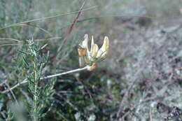 صورة Astragalus albicaulis DC.