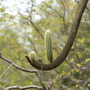 Pilosocereus pachycladus subsp. pernambucoensis (F. Ritter) Zappi的圖片