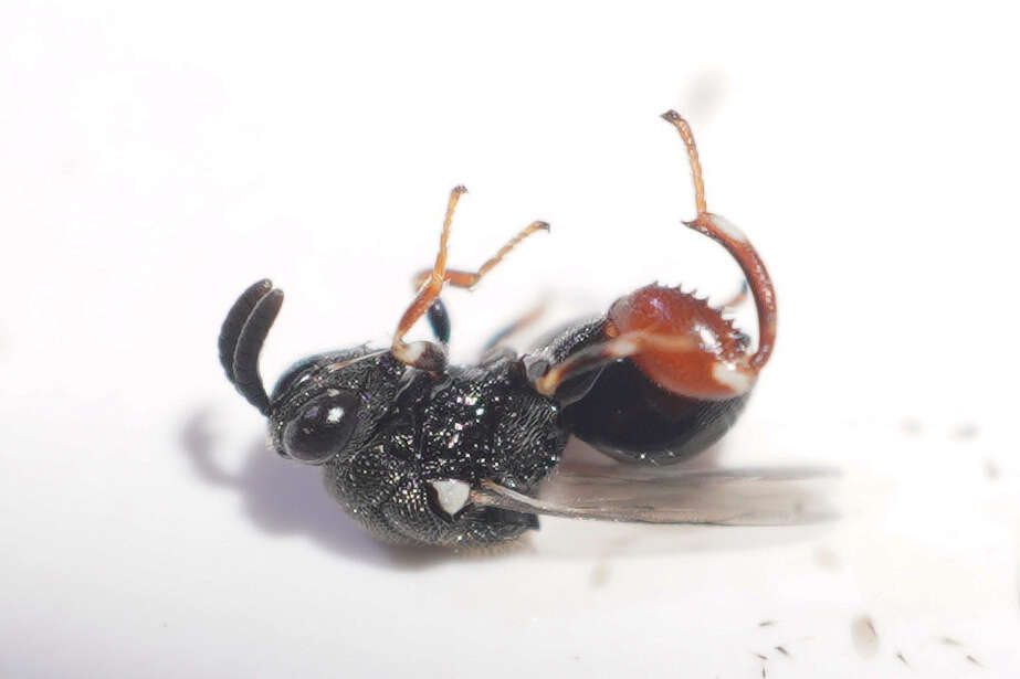 Image of Wasp